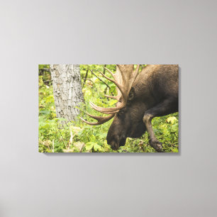 Lienzo Moose de significación