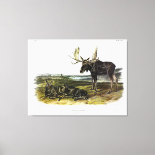 Lienzo Moose Deer (Moose - Alces alces) de Audubon