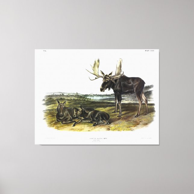 Lienzo Moose Deer (Moose - Alces alces) de Audubon (Anverso)