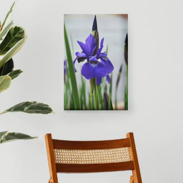 Lienzo Morado Iris Fotógrafo Botánico Floral (Subido por el creador)