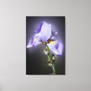 Lienzo morado resplandeciente