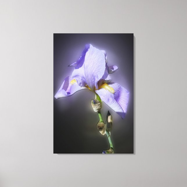 Lienzo morado resplandeciente (Anverso)