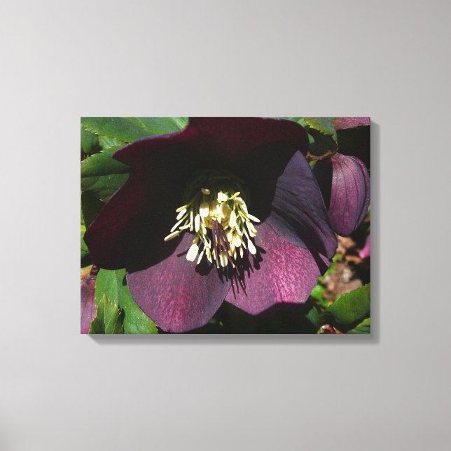 Lienzo Morado Rosa de Cuaresma, flor de Pascua (Anverso)