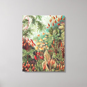 Lienzo Mosses, muscinae Laubmoose por Ernst Haeckel