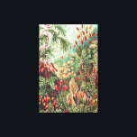 Lienzo Mosses, muscinae Laubmoose por Ernst Haeckel<br><div class="desc">Mosses,  muscinae Laubmoose por Ernst Haeckel Canvas Print</div>