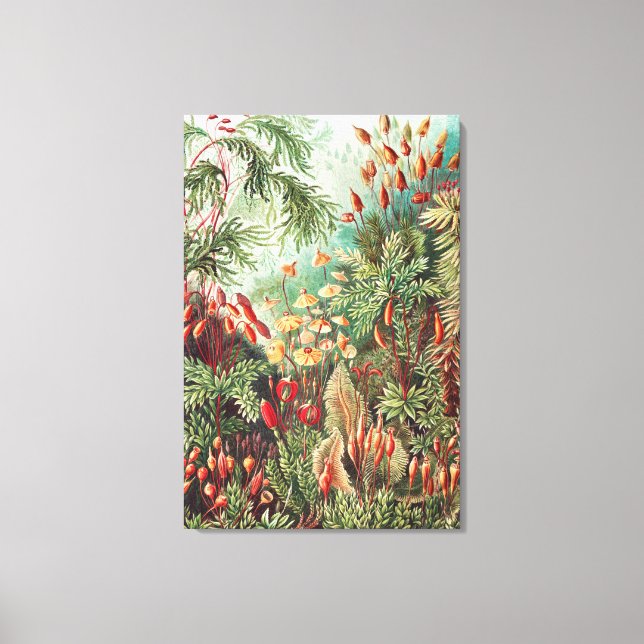 Lienzo Mosses, muscinae Laubmoose por Ernst Haeckel (Anverso)