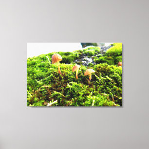 Lienzo Mossos y licores con hongos diminutos