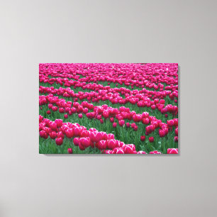 Lienzo Mostrar jardín de bulbos de tulipanes de floración