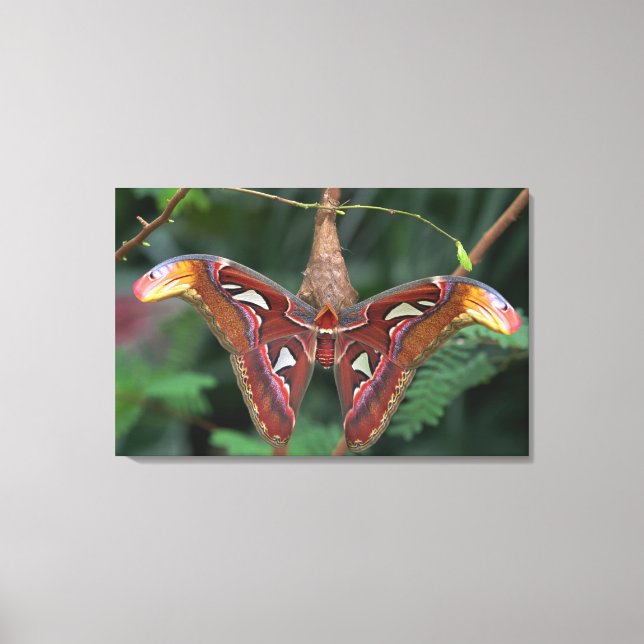 Lienzo Moto de Atlas (Anverso)