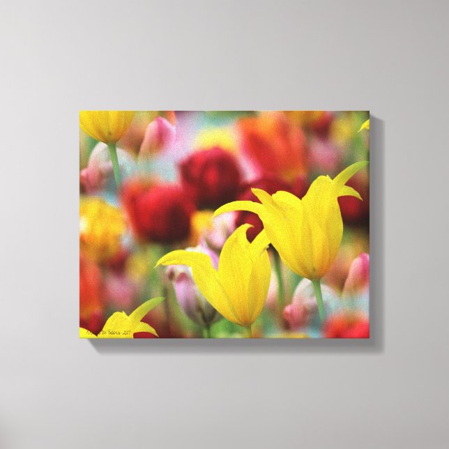 Lienzo Múltiples Tulipanes Coloridos (Anverso)