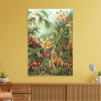 Muscinae vintage, Moss Plants de Ernst Haeckel