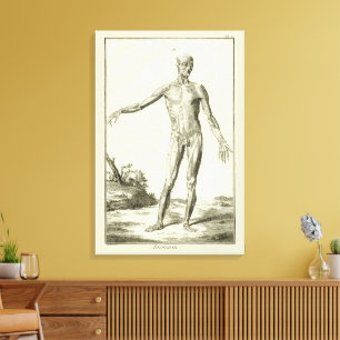 Lienzo Músculos Vintage, Anatomía Humana por Denis Didero
