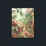 Lienzo Musgos, Muscinae Laubmoose por Ernst Haeckel<br><div class="desc">Musgos,  Muscinae Laubmoose por Ernst Haeckel Impresión en lienzo</div>