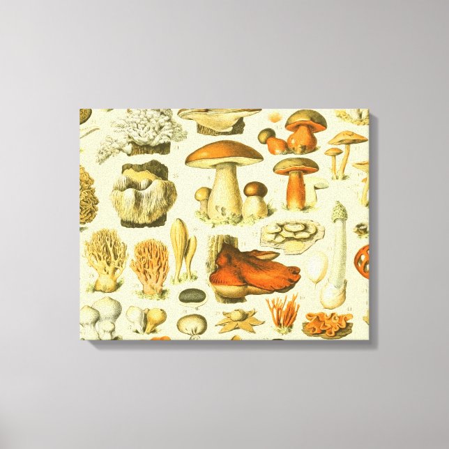 Lienzo Mushroom Vintage Toadstool Ilustracion antiguo (Anverso)