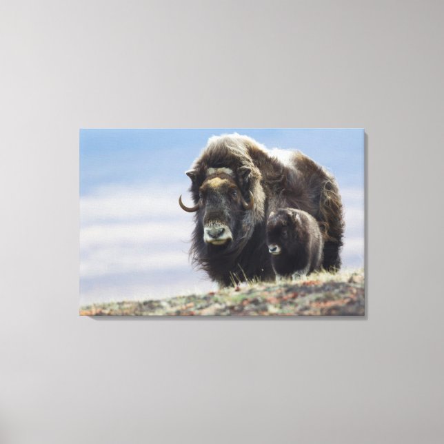 Lienzo Musk Ox con ternera (Anverso)