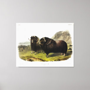 Lienzo Musk Ox (Ovibos Moschatus) (Muskox) por Audubon