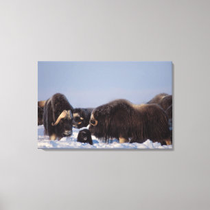 Lienzo muskox, Ovibos moschatus, toro y vaca