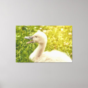 Lienzo Mute Swan Cygnet