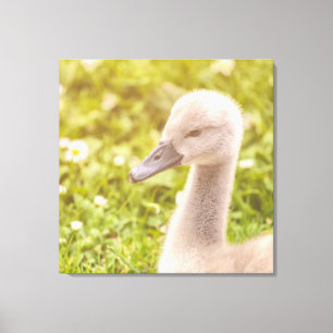 Lienzo Mute Swan Cygnet