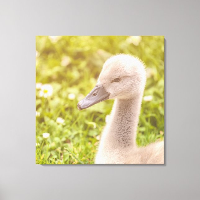 Lienzo Mute Swan Cygnet (Anverso)