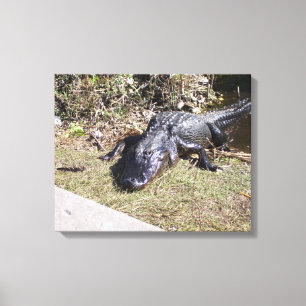 Lienzo Muy contento Alligador Negro de los Everglades