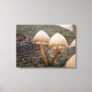 Lienzo Mycena inclinata Mushroom Canvas Print
