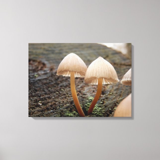 Lienzo Mycena inclinata Mushroom Canvas Print (Anverso)