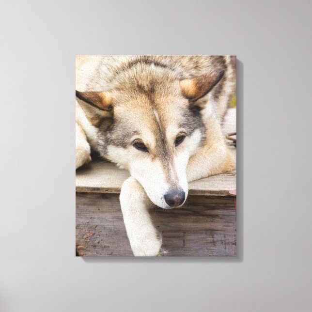 Lienzo N.A., EE. UU., Alaska. Perros de trineo Husky (Anverso)