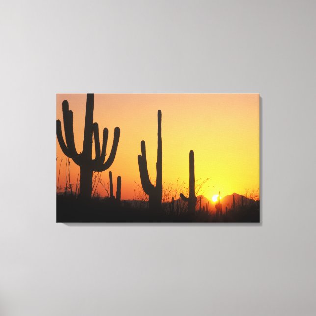 Lienzo N.A., EE. UU., AZ, Saguaro NP, Atardecer de Saguar (Anverso)