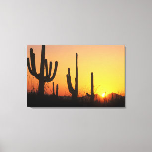 Lienzo N.A., EE. UU., AZ, Saguaro NP, Atardecer de Saguar