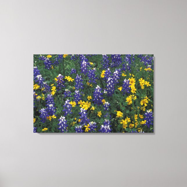 Lienzo N.A., EE.UU., Texas, Cataratas de Mármol, Bonnets  (Anverso)