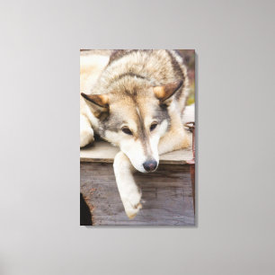 Lienzo N.A., EEUU, Alaska. Perros de Husky