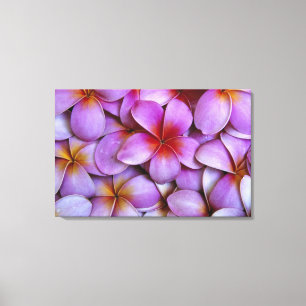 Lienzo N.A., EEUU, Maui, Hawaii. Flores de Plumeria rosa.