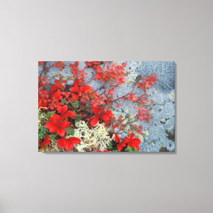 Lienzo NA, EE.UU., Alaska, Denali NP, Berry Bear y