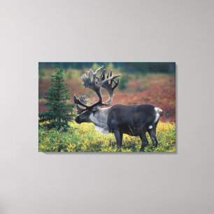 Lienzo NA, EE.UU., Alaska, Denali NP, Bull caribou 3