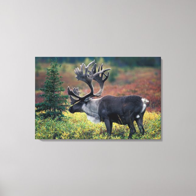 Lienzo NA, EE.UU., Alaska, Denali NP, Bull caribou 3 (Anverso)