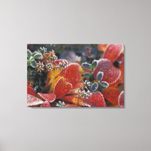 Lienzo NA, EE.UU., Alaska, Denali NP Frosted, color ocaso