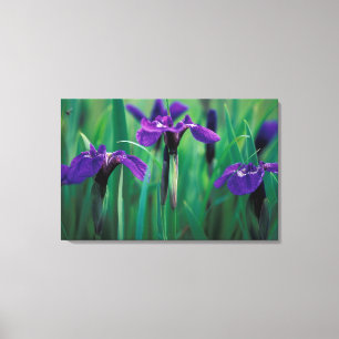 Lienzo NA, EE.UU., Alaska, isla Knight, iris silvestre