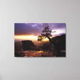 Lienzo NA, EE.UU., Arizona, Tucson, Sunset y solitario