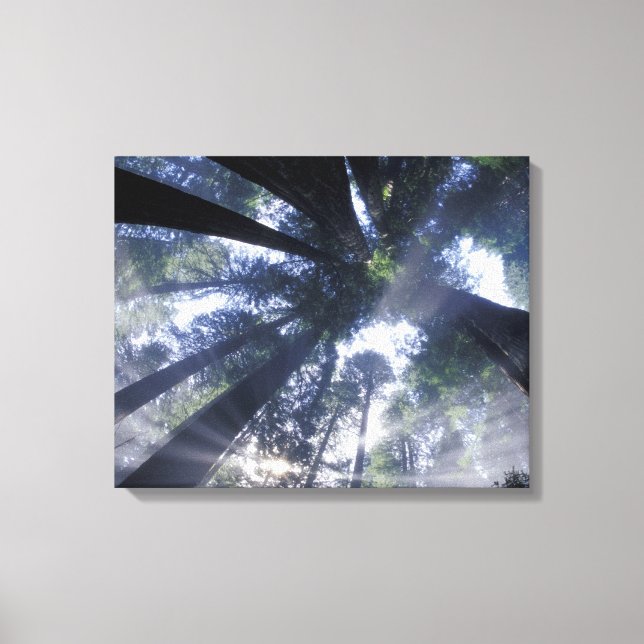 Lienzo NA, EE. UU., California, Del Norte Redwoods State (Anverso)