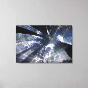 Lienzo NA, EE.UU., California, Estado de las secuoyas del