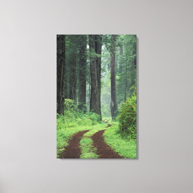 Lienzo NA, EE.UU., California. Parque Estatal de la Costa (Anverso)