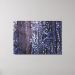 Lienzo NA, EE.UU., California. Parque Nacional Sequoia.