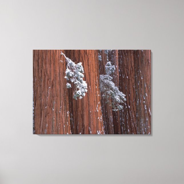 Lienzo NA, EE. UU., California. Parque Nacional Sequoia.  (Anverso)