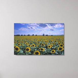 Lienzo NA, EE. UU., Kansas, cultivo de girasol