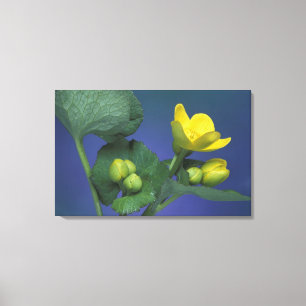 Lienzo NA, EE.UU., Michigan, Rochester Hills. Mareo