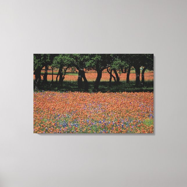 Lienzo NA, Texas, Texas Hill Country, Buchan Dam, (Anverso)