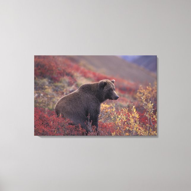 Lienzo NA, USA, Alaska, Denali NP. Una mujer parda (Anverso)