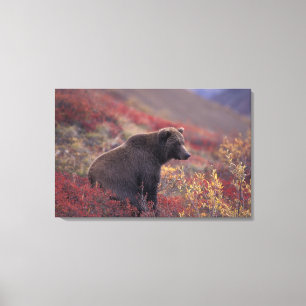 Lienzo NA, USA, Alaska, Denali NP. Una mujer parda