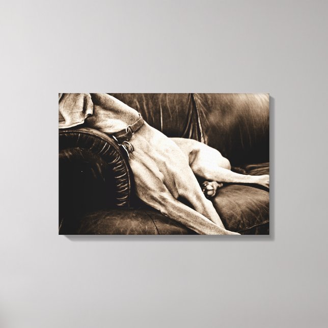 Lienzo Nación de Weimaraner: "Asumiendo el sillón" (Anverso)